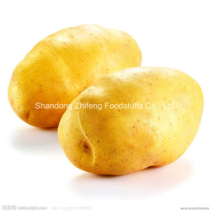 150g and up New Crop Potato